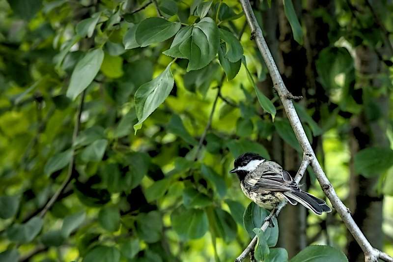 Chickadee- 00